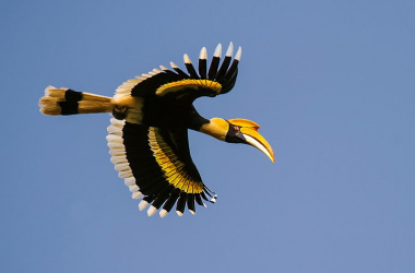 Hornbill Bird (2)