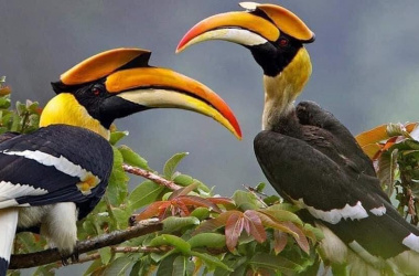 Hornbill Bird (4)