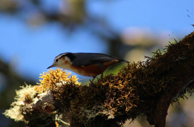 White-Browed Nuthatch