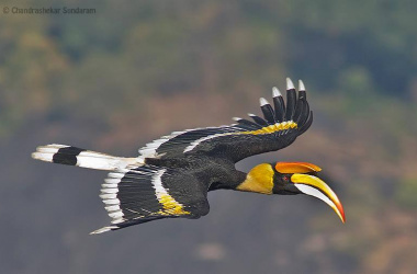 Hornbill Bird (1)