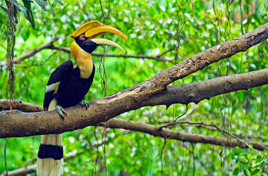 Hornbill Bird (3)