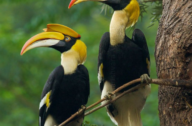 Hornbill Bird