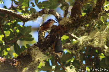 White Browed Nuthatch (3)