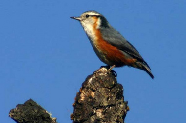 White Browed Nuthatch