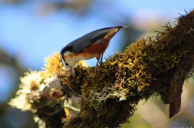 White Browed Nuthatch (4)